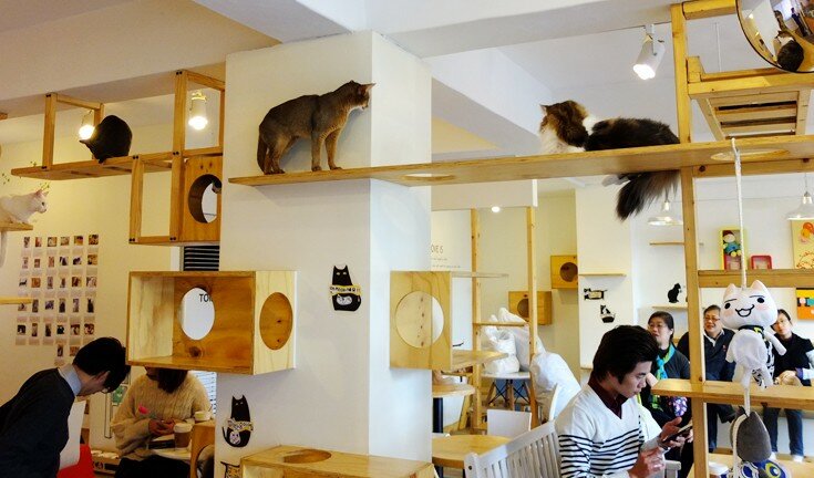 cat-cafe-to-open-in-london-east-end-cats